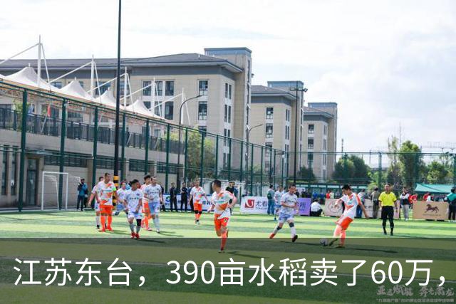 江苏东台，390亩水稻卖了60万，农户：成本49万，纯利润11万